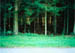 forest1